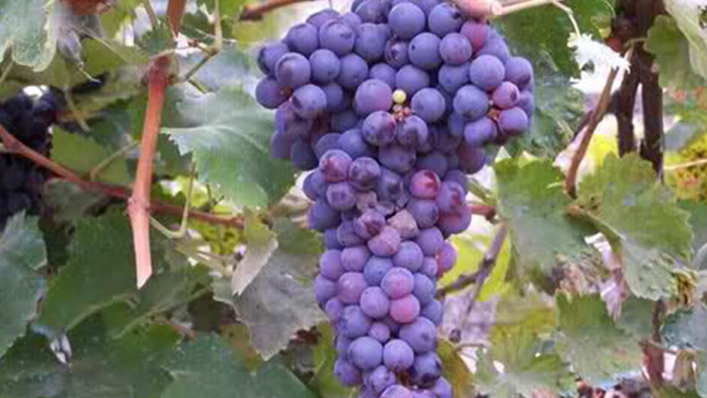 malvasia nera