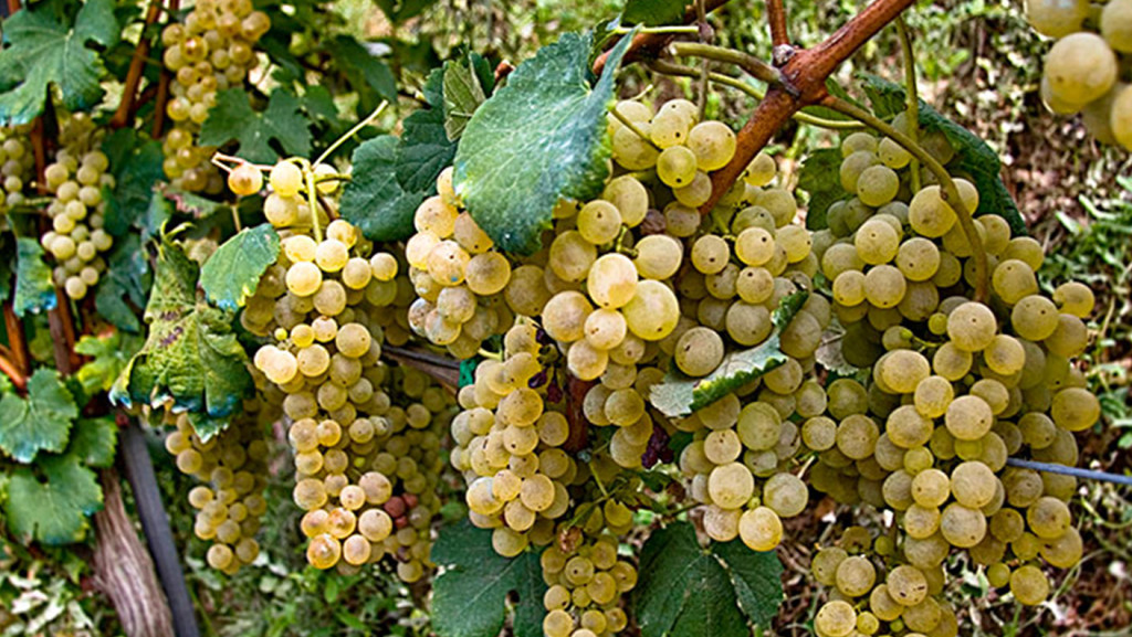 FALANGHINA